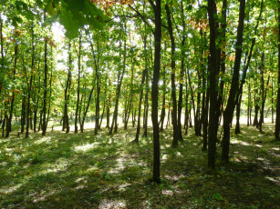 Картинка природа лес