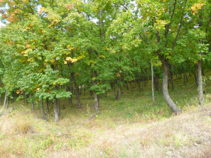 Картинка природа лес