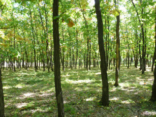 Картинка природа лес