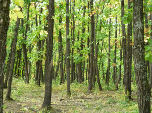 Картинка природа лес