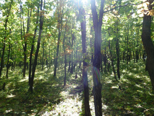 Картинка природа лес