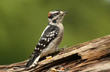Картинка животные дятлы зёрна бревно
