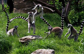 Картинка животные лемуры прыжок хвост