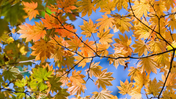 Картинка природа листья осень