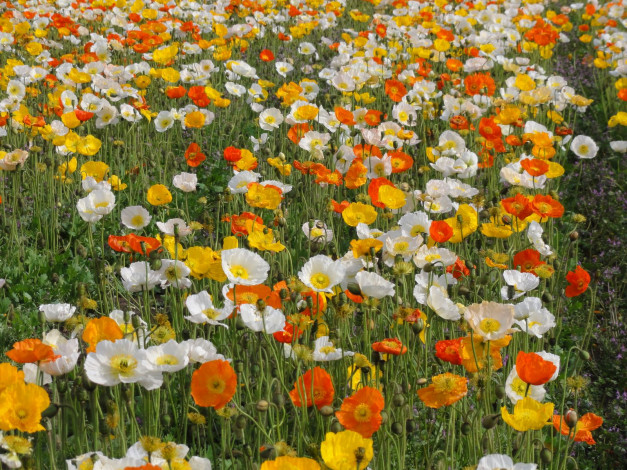 Обои картинки фото цветы, маки, лепестки