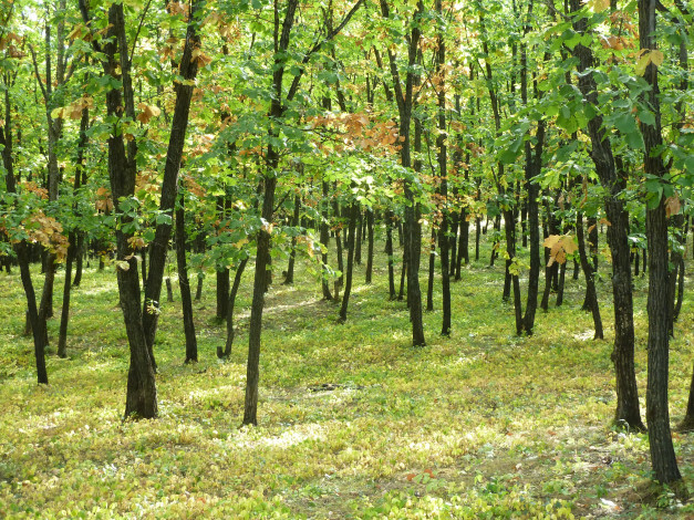 Обои картинки фото природа, лес