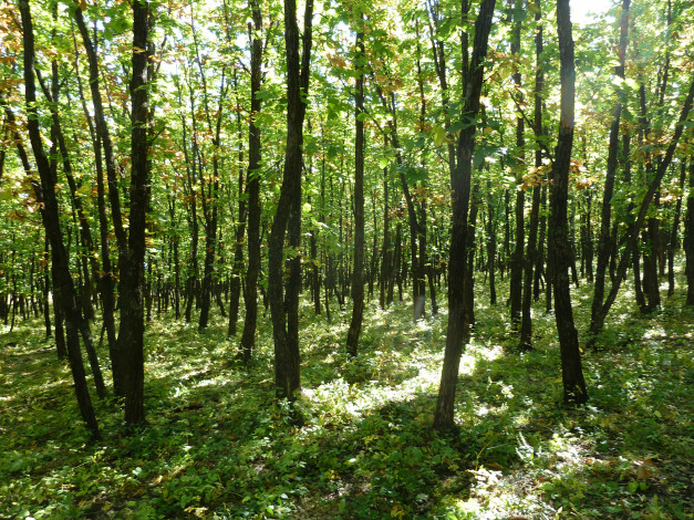 Обои картинки фото природа, лес