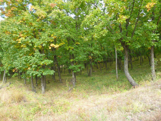 Обои картинки фото природа, лес