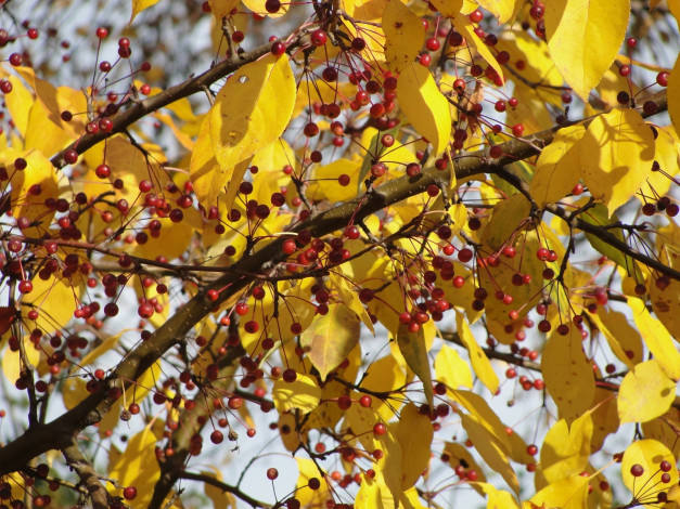 Обои картинки фото природа, Ягоды, ветка, листья