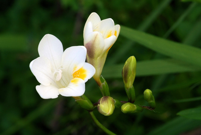 Обои картинки фото фрезия, цветы, бутоны, белый, ветка