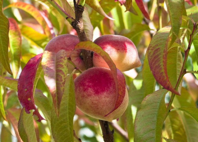 Обои картинки фото природа, плоды, листья, ветка