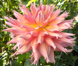 Картинка цветы георгины