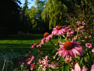 Картинка цветы эхинацея парк