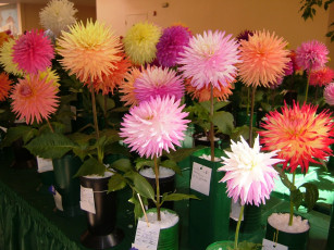 Картинка цветы георгины цветок