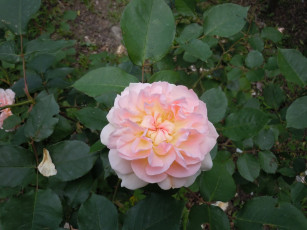 Картинка цветы розы роза