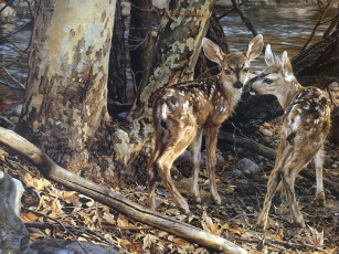 обоя рисованные, carl, brenders