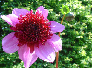 Картинка цветы георгины цветок