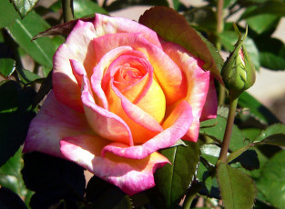 Картинка цветы розы роза