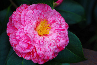 Картинка цветы камелии розовый большой