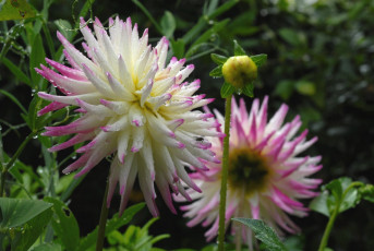 Картинка цветы георгины цветок