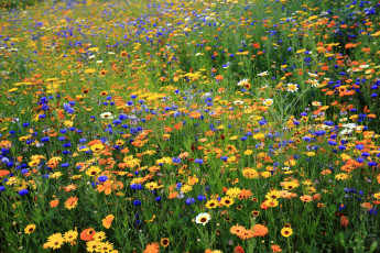 Картинка цветы луговые полевые ромашки васильки луг эшшольция