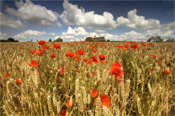 Картинка природа поля пшеница маки