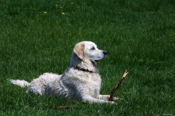 Картинка животные собаки собачка