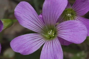 Картинка цветы цветок