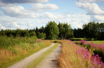 Картинка природа дороги цветы деревья