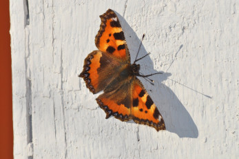 Картинка животные бабочки бабочка