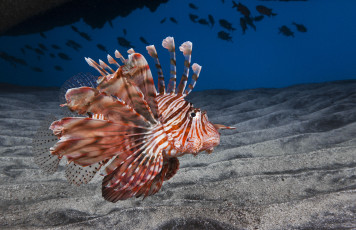 Картинка животные рыбы крылатка рыба-лев broadbarred firefish lionfish