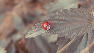 Картинка животные божьи коровки божья коровка