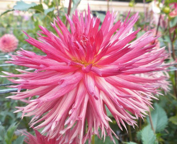 Обои картинки фото цветы, георгины