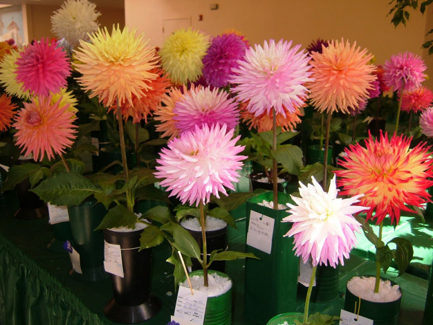 Обои картинки фото цветы, георгины, цветок