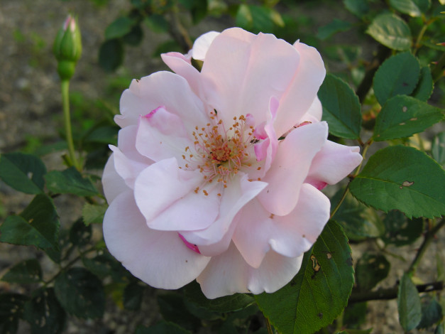 Обои картинки фото цветы, розы, цветок