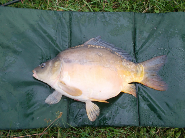 Обои картинки фото животные, рыбы, рыба, взгляд