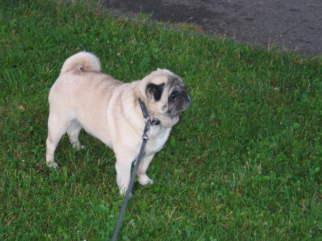 Обои картинки фото животные, собаки, собака