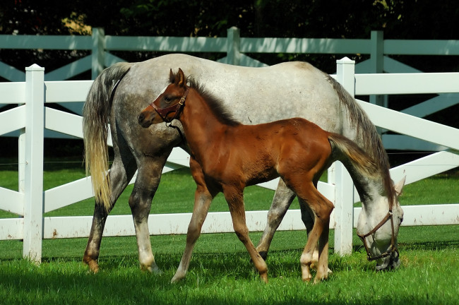 Обои картинки фото животные, лошади, лошадь