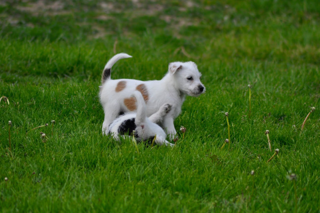 Обои картинки фото животные, собаки, собака