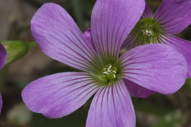 Обои картинки фото цветы, цветок