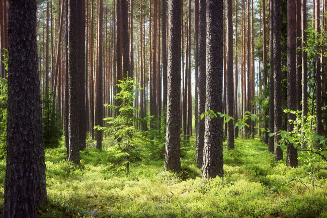 Обои картинки фото природа, лес, деревья