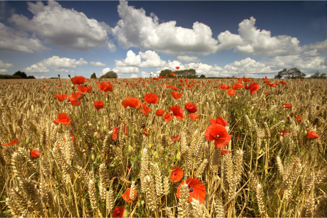 Обои картинки фото природа, поля, пшеница, маки