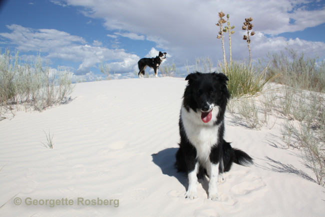 Обои картинки фото животные, собаки