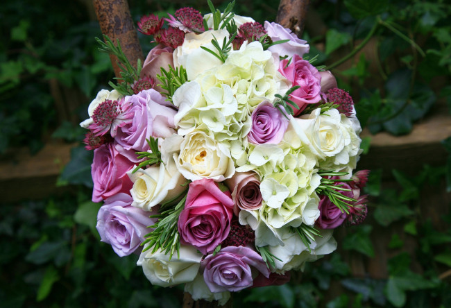 Обои картинки фото цветы, букеты, композиции, розы, астрантия