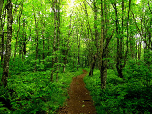 Картинка канада новая шотландия природа дороги лес дорога