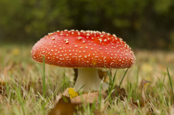 Картинка природа грибы мухомор трава макро