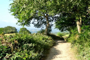 Картинка природа дороги дорога трава деревья