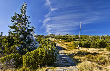 Картинка природа дороги дорога поле трава кусты ель иней