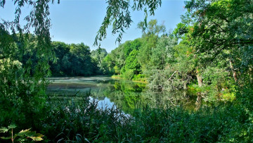 Картинка природа реки озера заводь река лс лето