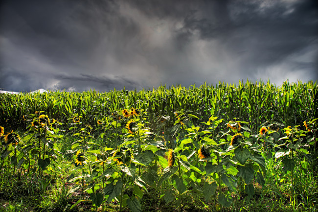 Обои картинки фото природа, поля, поле, подсолнухи